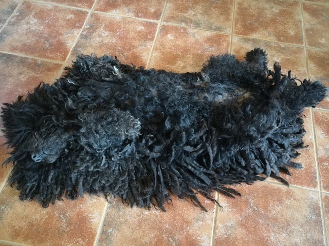 Casa rural con perro - para grupos grandes - casa y turismo rural en girona